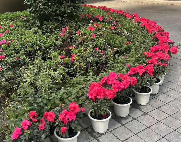 Chongqing Prosper International Trade Co., Ltd. linea di produzione del fabbricante